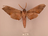 中文名:栗六點天蛾(212-59)學名:Marumba sperchius (Menetries, 1857)(212-59)中文別名:後褐六點天蛾