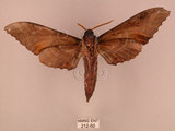 中文名:栗六點天蛾(212-60)學名:Marumba sperchius (Menetries, 1857)(212-60)中文別名:後褐六點天蛾