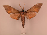 中文名:栗六點天蛾(2122-619)學名:Marumba sperchius (Menetries, 1857)(2122-619)中文別名:後褐六點天蛾