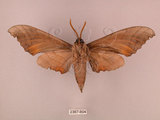中文名:栗六點天蛾(2367-804)學名:Marumba sperchius (Menetries, 1857)(2367-804)中文別名:後褐六點天蛾