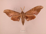 中文名:栗六點天蛾(2367-804)學名:Marumba sperchius (Menetries, 1857)(2367-804)中文別名:後褐六點天蛾