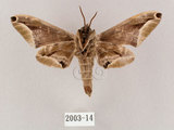 中文名:構月天蛾(2003-14)學名:Parum colligata (Walker, 1856)(2003-14)中文別名:白點天蛾