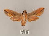 中文名:斜綠天蛾(245-61)學名:Pergesa actea (Cramer, 1779)(245-61)