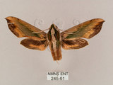 中文名:斜綠天蛾(245-61)學名:Pergesa actea (Cramer, 1779)(245-61)