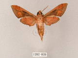 中文名:雙斑白肩天蛾(1282-839)學名:Rhagastis binoculata Matsumura, 1909(1282-839)中文別名:雲帶白肩天蛾