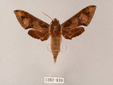 中文名:雙斑白肩天蛾(1282-839)學名:Rhagastis binoculata Matsumura, 1909(1282-839)中文別名:雲帶白肩天蛾