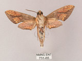 中文名:雙斑白肩天蛾(731-65)學名:Rhagastis binoculata Matsumura, 1909(731-65)中文別名:雲帶白肩天蛾