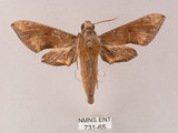 中文名:雙斑白肩天蛾(731-65)學名:Rhagastis binoculata Matsumura, 1909(731-65)中文別名:雲帶白肩天蛾