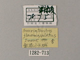 中文名:黃斑索天蛾(1282-713)學名:Smerinthulus perversa flavomaculatus Inoue, 1990(1282-713)中文別名:黃雲天蛾