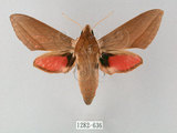 中文名:後紅斜紋天蛾(1282-636)學名:Theretra alecto (Linnaeus, 1758)(1282-636)中文別名:紅?斜紋天蛾