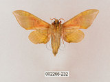 中文名:榆綠天蛾(002266-232)學名:Callambulyx tatarinovii formosana Clark, 1935(002266-232)中文別名:紅?綠天蛾