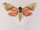 中文名:榆綠天蛾(002266-80)學名:Callambulyx tatarinovii formosana Clark, 1935(002266-80)中文別名:紅?綠天蛾