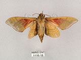 中文名:榆綠天蛾(1116-18)學名:Callambulyx tatarinovii formosana Clark, 1935(1116-18)中文別名:紅?綠天蛾