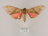 中文名:榆綠天蛾(1116-27)學名:Callambulyx tatarinovii formosana Clark, 1935(1116-27)中文別名:紅?綠天蛾