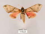 中文名:榆綠天蛾(1116-31)學名:Callambulyx tatarinovii formosana Clark, 1935(1116-31)中文別名:紅?綠天蛾