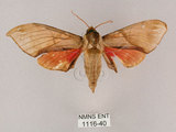 中文名:榆綠天蛾(1116-40)學名:Callambulyx tatarinovii formosana Clark, 1935(1116-40)中文別名:紅?綠天蛾