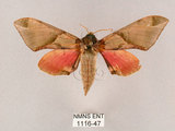 中文名:榆綠天蛾(1116-47)學名:Callambulyx tatarinovii formosana Clark, 1935(1116-47)中文別名:紅?綠天蛾
