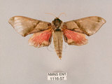 中文名:榆綠天蛾(1116-57)學名:Callambulyx tatarinovii formosana Clark, 1935(1116-57)中文別名:紅?綠天蛾