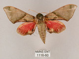中文名:榆綠天蛾(1116-60)學名:Callambulyx tatarinovii formosana Clark, 1935(1116-60)中文別名:紅?綠天蛾