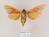 中文名:榆綠天蛾(1131-74)學名:Callambulyx tatarinovii formosana Clark, 1935(1131-74)中文別名:紅?綠天蛾