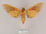 中文名:榆綠天蛾(1131-78)學名:Callambulyx tatarinovii formosana Clark, 1935(1131-78)中文別名:紅?綠天蛾