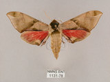 中文名:榆綠天蛾(1131-78)學名:Callambulyx tatarinovii formosana Clark, 1935(1131-78)中文別名:紅?綠天蛾