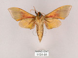 中文名:榆綠天蛾(1131-91)學名:Callambulyx tatarinovii formosana Clark, 1935(1131-91)中文別名:紅?綠天蛾