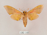 中文名:榆綠天蛾(1282-149)學名:Callambulyx tatarinovii formosana Clark, 1935(1282-149)中文別名:紅?綠天蛾