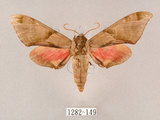 中文名:榆綠天蛾(1282-149)學名:Callambulyx tatarinovii formosana Clark, 1935(1282-149)中文別名:紅?綠天蛾
