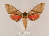 中文名:榆綠天蛾(1282-28170)學名:Callambulyx tatarinovii formosana Clark, 1935(1282-28170)中文別名:紅?綠天蛾