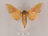 中文名:榆綠天蛾(1282-28191)學名:Callambulyx tatarinovii formosana Clark, 1935(1282-28191)中文別名:紅?綠天蛾
