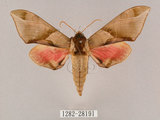 中文名:榆綠天蛾(1282-28191)學名:Callambulyx tatarinovii formosana Clark, 1935(1282-28191)中文別名:紅?綠天蛾