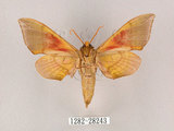 中文名:榆綠天蛾(1282-28243)學名:Callambulyx tatarinovii formosana Clark, 1935(1282-28243)中文別名:紅?綠天蛾