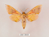 中文名:榆綠天蛾(1282-28331)學名:Callambulyx tatarinovii formosana Clark, 1935(1282-28331)中文別名:紅?綠天蛾