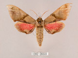 中文名:榆綠天蛾(1282-28331)學名:Callambulyx tatarinovii formosana Clark, 1935(1282-28331)中文別名:紅?綠天蛾