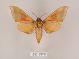 中文名:榆綠天蛾(1282-28790)學名:Callambulyx tatarinovii formosana Clark, 1935(1282-28790)中文別名:紅?綠天蛾