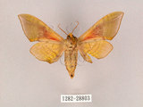 中文名:榆綠天蛾(1282-28803)學名:Callambulyx tatarinovii formosana Clark, 1935(1282-28803)中文別名:紅?綠天蛾