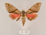 中文名:榆綠天蛾(1282-28803)學名:Callambulyx tatarinovii formosana Clark, 1935(1282-28803)中文別名:紅?綠天蛾
