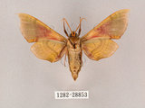 中文名:榆綠天蛾(1282-28853)學名:Callambulyx tatarinovii formosana Clark, 1935(1282-28853)中文別名:紅?綠天蛾