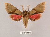 中文名:榆綠天蛾(1282-28853)學名:Callambulyx tatarinovii formosana Clark, 1935(1282-28853)中文別名:紅?綠天蛾