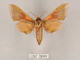 中文名:榆綠天蛾(1282-28999)學名:Callambulyx tatarinovii formosana Clark, 1935(1282-28999)中文別名:紅?綠天蛾