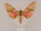 中文名:榆綠天蛾(1282-485)學名:Callambulyx tatarinovii formosana Clark, 1935(1282-485)中文別名:紅?綠天蛾