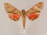 中文名:榆綠天蛾(1282-488)學名:Callambulyx tatarinovii formosana Clark, 1935(1282-488)中文別名:紅?綠天蛾