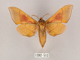 中文名:榆綠天蛾(1282-512)學名:Callambulyx tatarinovii formosana Clark, 1935(1282-512)中文別名:紅?綠天蛾