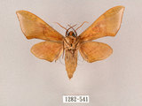 中文名:榆綠天蛾(1282-541)學名:Callambulyx tatarinovii formosana Clark, 1935(1282-541)中文別名:紅?綠天蛾