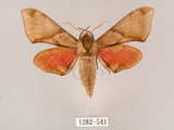 中文名:榆綠天蛾(1282-541)學名:Callambulyx tatarinovii formosana Clark, 1935(1282-541)中文別名:紅?綠天蛾