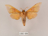 中文名:榆綠天蛾(1282-606)學名:Callambulyx tatarinovii formosana Clark, 1935(1282-606)中文別名:紅?綠天蛾