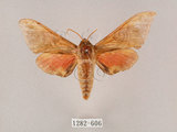 中文名:榆綠天蛾(1282-606)學名:Callambulyx tatarinovii formosana Clark, 1935(1282-606)中文別名:紅?綠天蛾