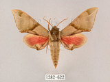 中文名:榆綠天蛾(1282-622)學名:Callambulyx tatarinovii formosana Clark, 1935(1282-622)中文別名:紅?綠天蛾