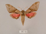 中文名:榆綠天蛾(1282-651)學名:Callambulyx tatarinovii formosana Clark, 1935(1282-651)中文別名:紅?綠天蛾